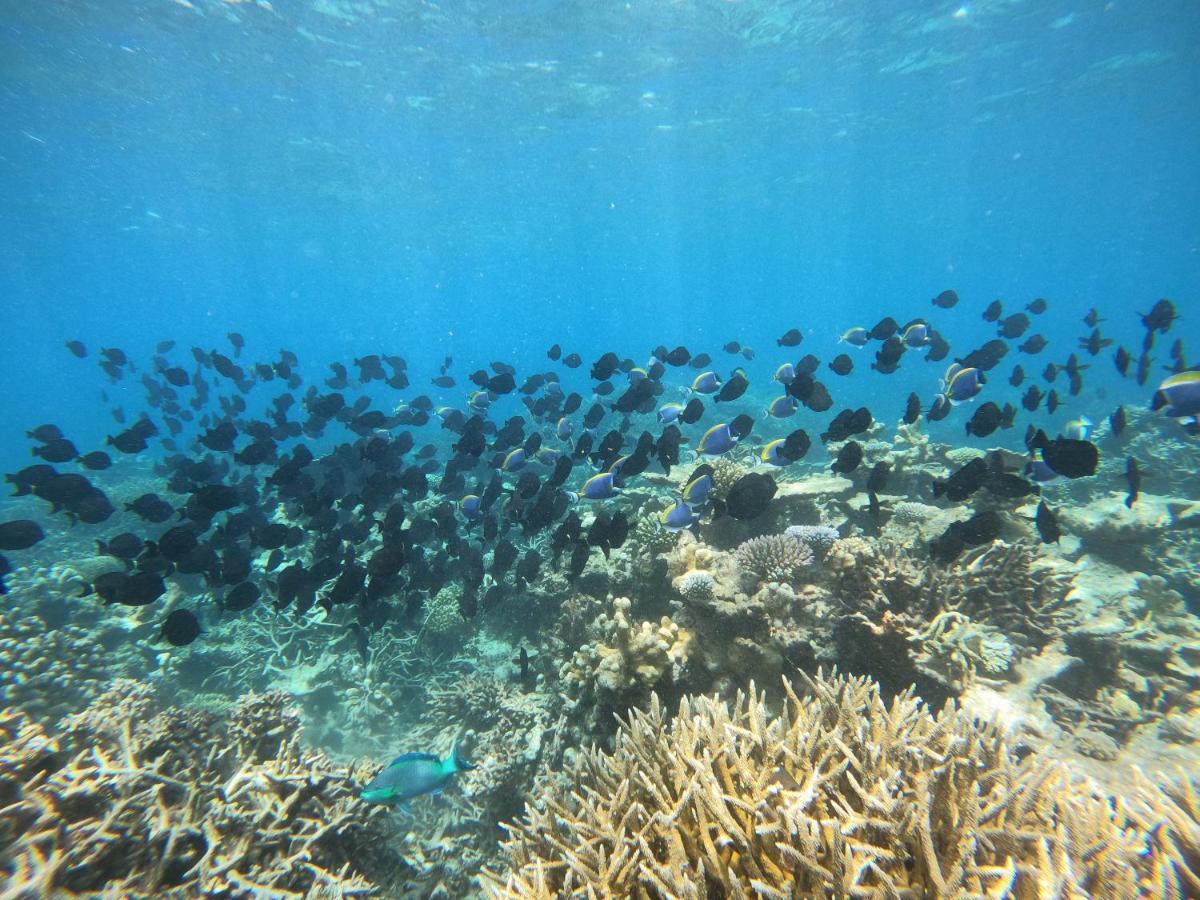 Coral Beach Maldives Hangnaameedhoo ภายนอก รูปภาพ